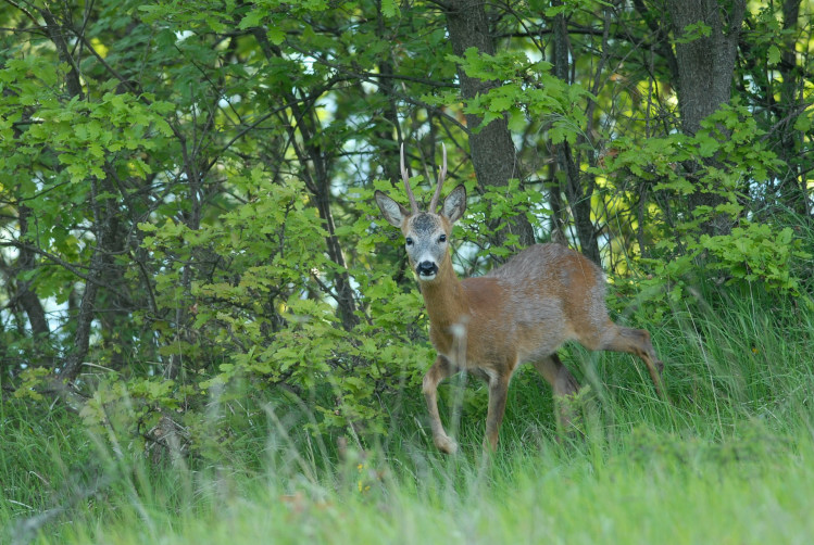 Il Capriolo